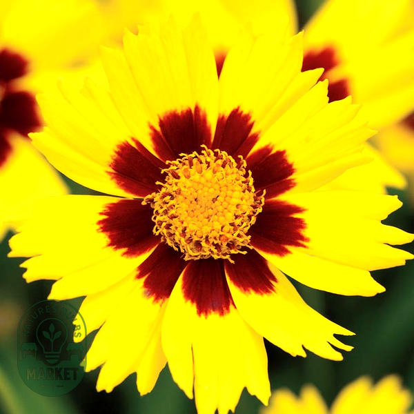 SunKiss Coreopsis Seeds
