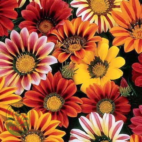 Sunshine Mix Gazania Seeds