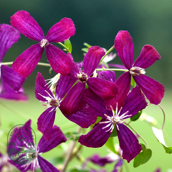 Sweet Summer Love Clematis