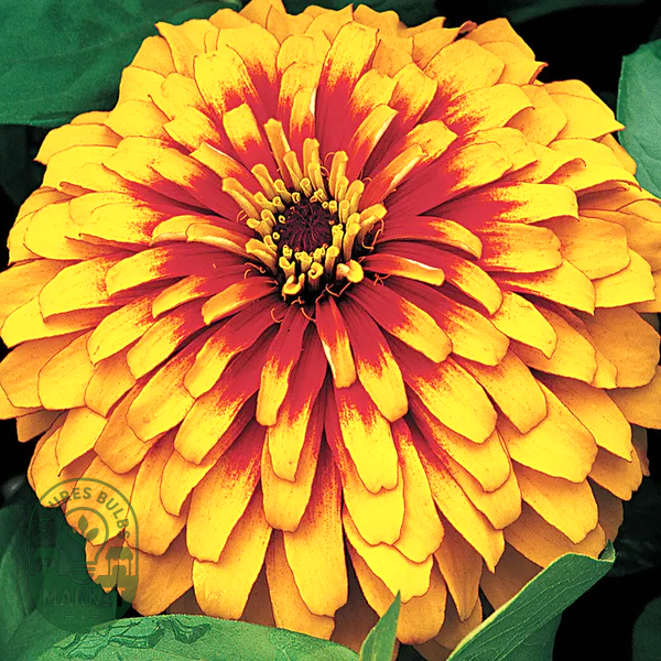 Swizzle™ Scarlet and Yellow Zinnia Seeds