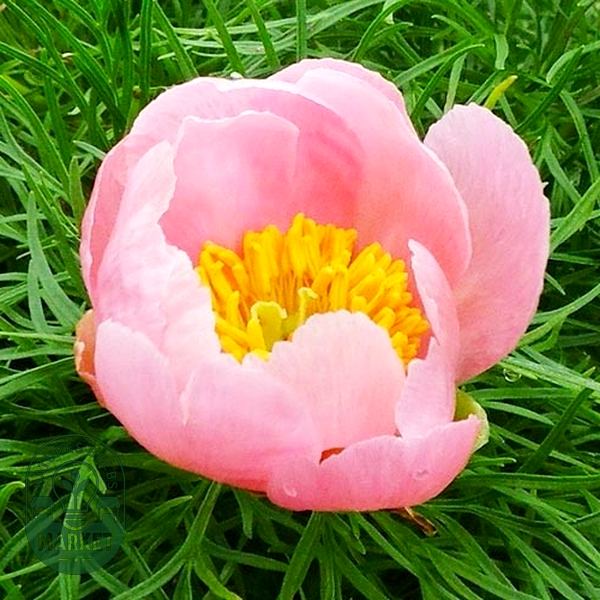 Tenuifolia Rosea