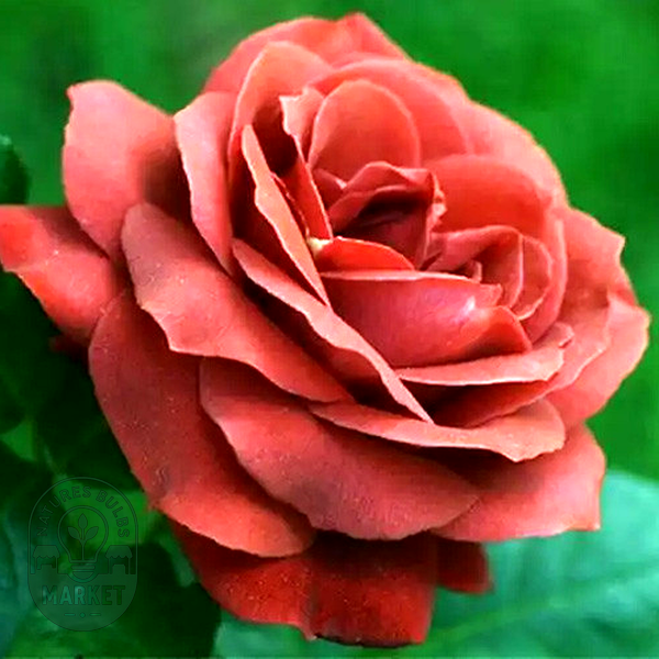 Terracotta
