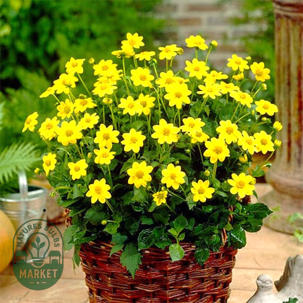 Topmix Yellow