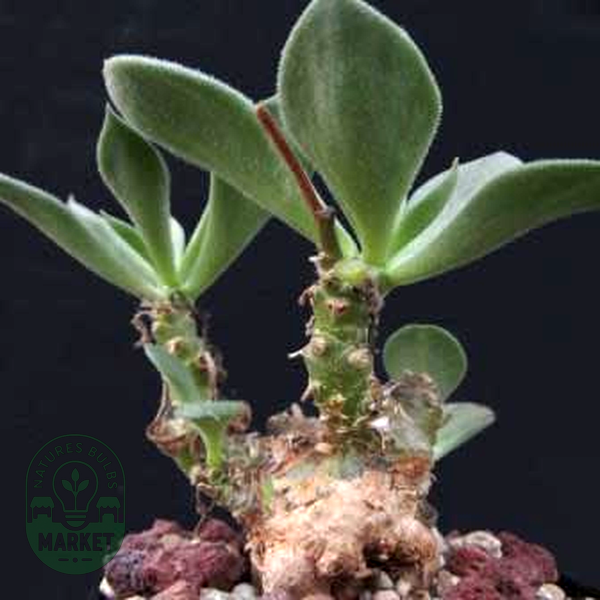 Tylecodon ventricosus