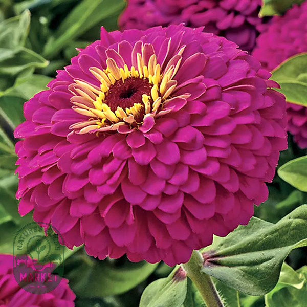 Uproar™ Rose Hybrid Zinnia Seeds