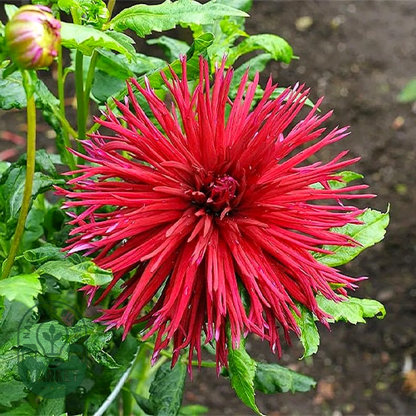 Urchin