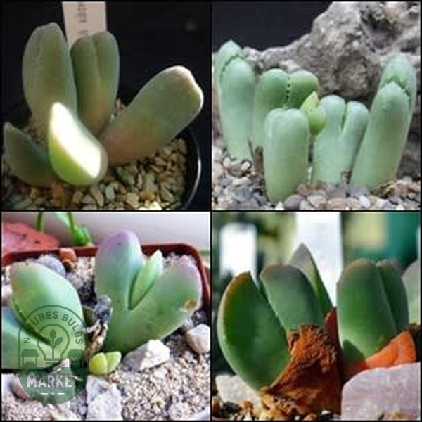 Vanheerdia Species Mixed