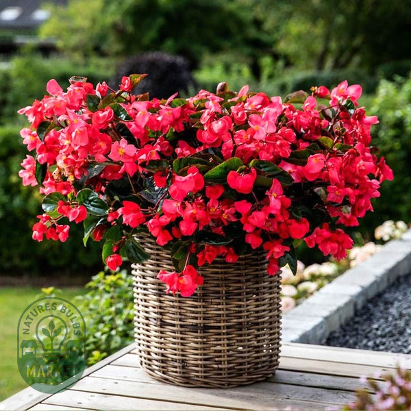 Viking™ Explorer Rose on Green Begonia Seeds
