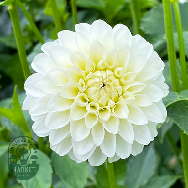 White Aster