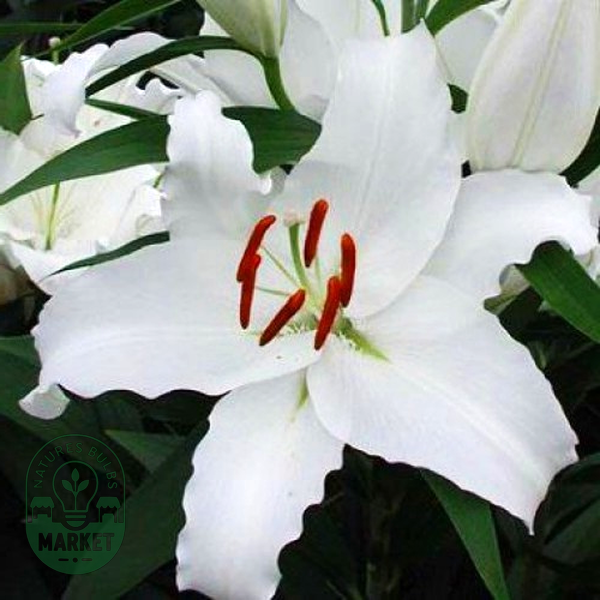 White City