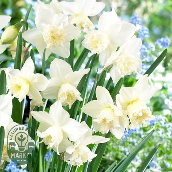 White Marvel