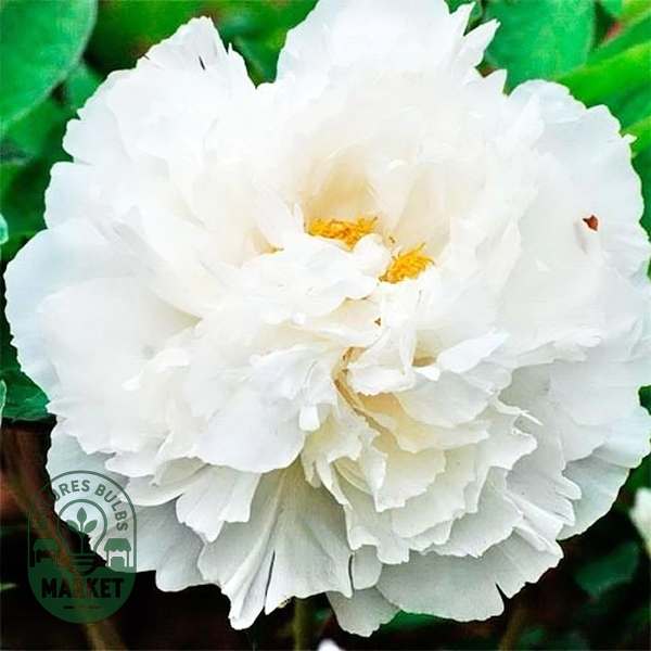 White Snow