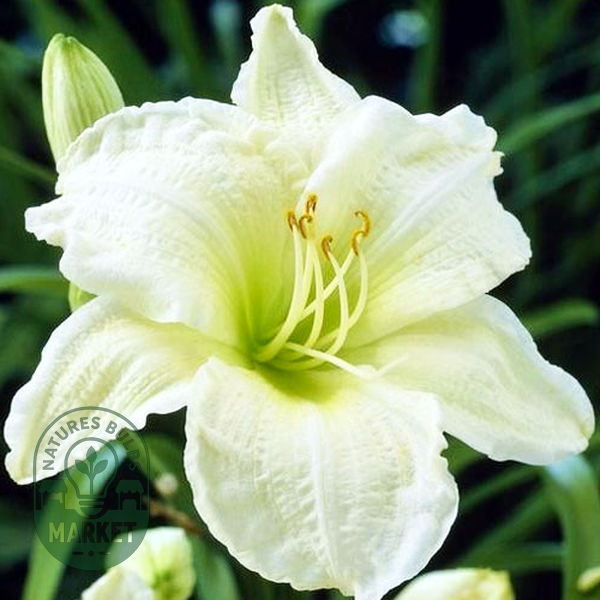White Temptation