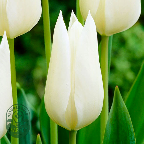 White Triumphator