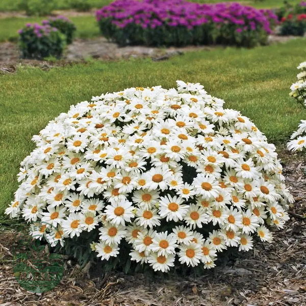 Whoops-a-Daisy Shasta Daisy