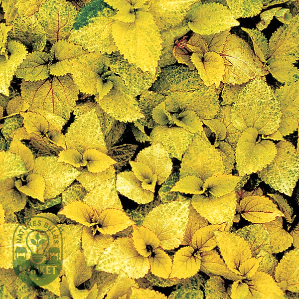 Wizard® Coral Sunrise Coleus Seeds