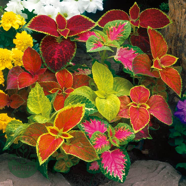 Wizard® Mix Coleus Seeds