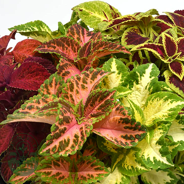 Wizard® Select Mix Improved Coleus Seeds
