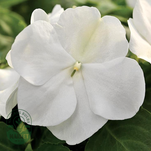 Xtreme™ White Hybrid Impatiens Seeds