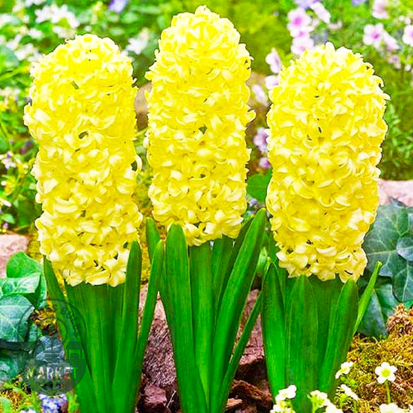 Yellow Queen