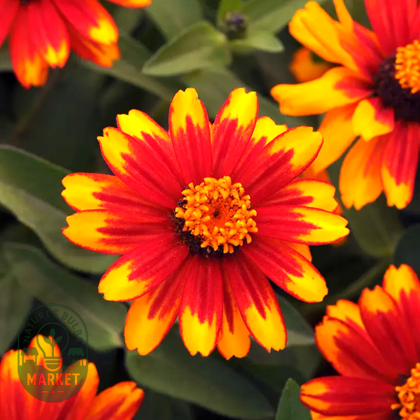 Zahara® Sunburst Zinnia Seeds