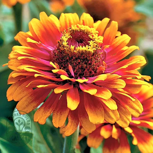 Zowie!™ Yellow Flame Zinnia Seeds