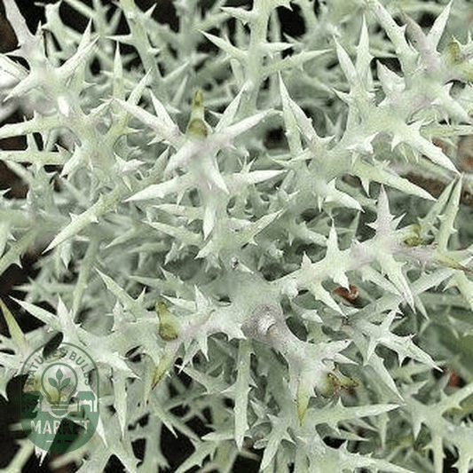 Euphorbia stenoclada - Natures Bulb Market