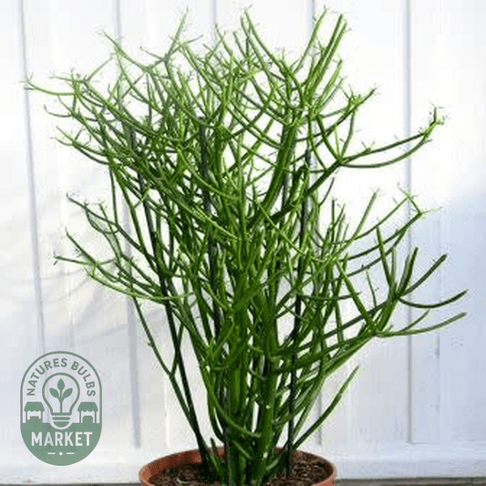 Euphorbia tirucalli - Natures Bulb Market