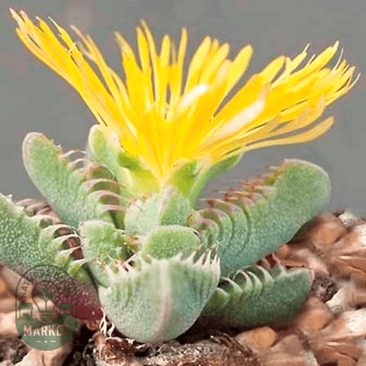 Faucaria britteniae - Natures Bulb Market