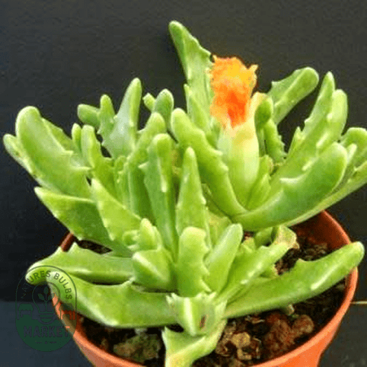 Faucaria paucidens - Natures Bulb Market