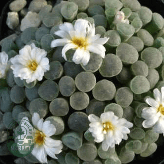 Frithia humilis - Natures Bulb Market