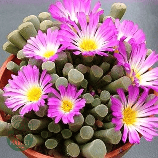 Frithia pulchra - Natures Bulb Market