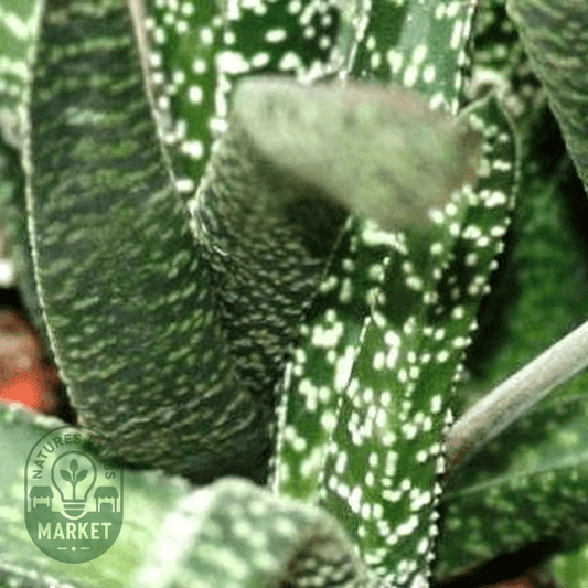 Gasteria acinacifolia - Natures Bulb Market