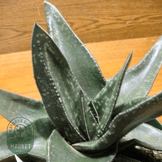 Gasteria excelsa - Natures Bulb Market