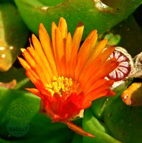 Glottiphyllum linguiforme - Natures Bulb Market