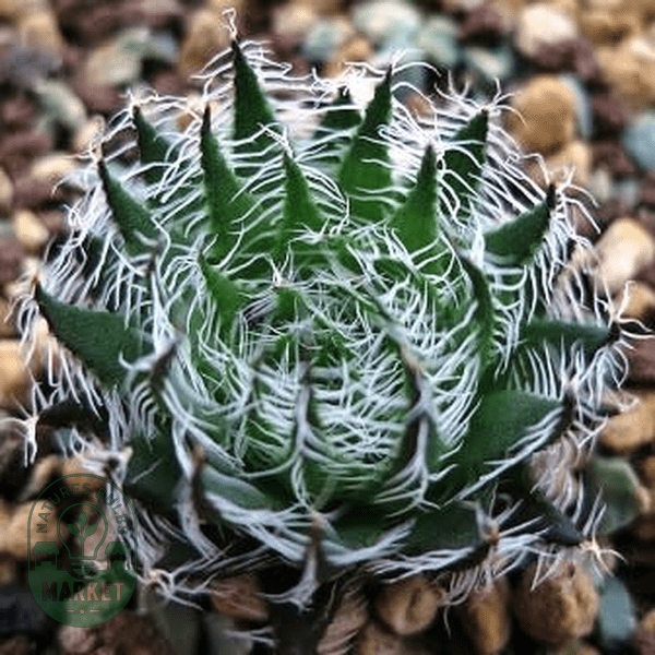Haworthia arachnoidea var. setata - Natures Bulb Market