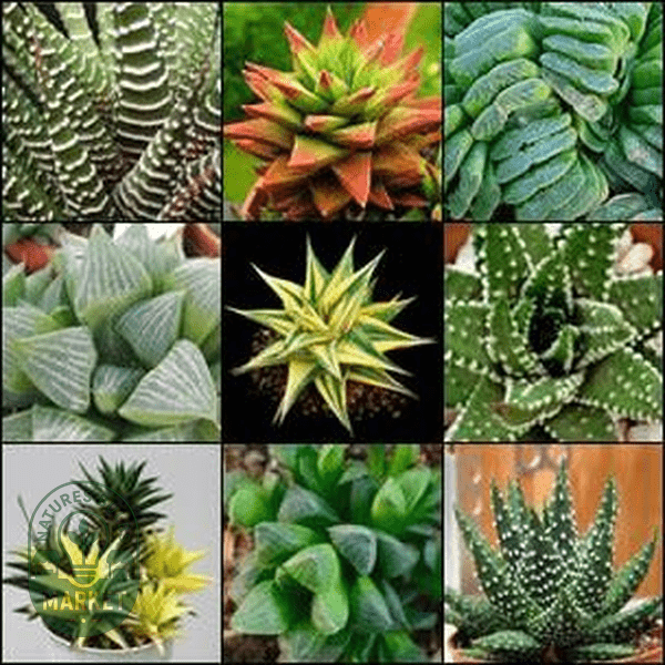 Haworthia Mixed Species & Hybrids - Natures Bulb Market