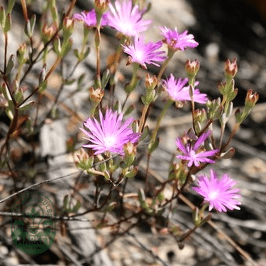 Lampranthus dependens - Natures Bulb Market