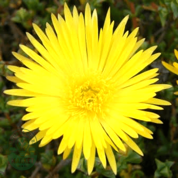 Lampranthus glaucus - Natures Bulb Market