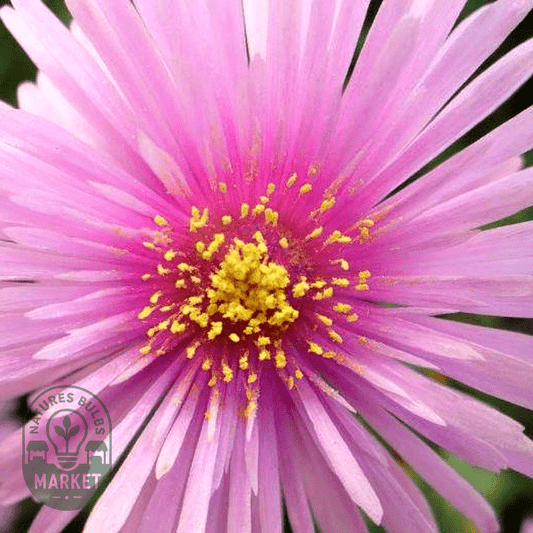 Lampranthus multiradiatus - Natures Bulb Market
