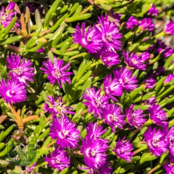 Leipoldtia schultzei - Natures Bulb Market