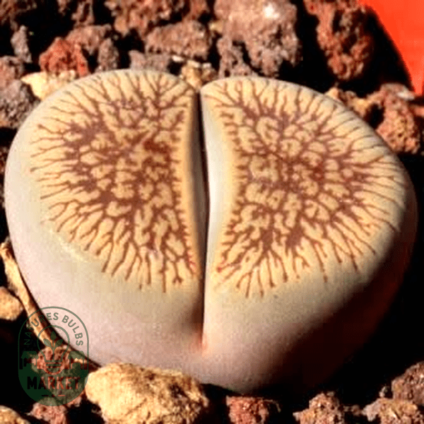 Lithops aucampiae var aucampiae Kuruman Form - Natures Bulb Market