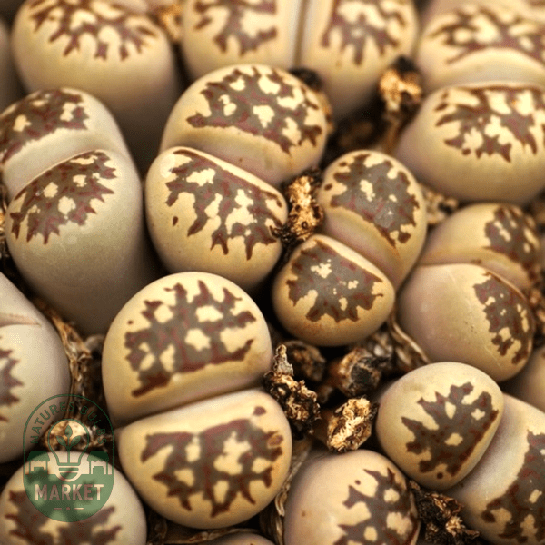 Lithops doretheae - Natures Bulb Market