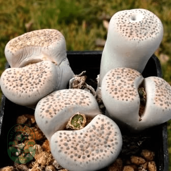 Lithops fulviceps var lactinea - Natures Bulb Market