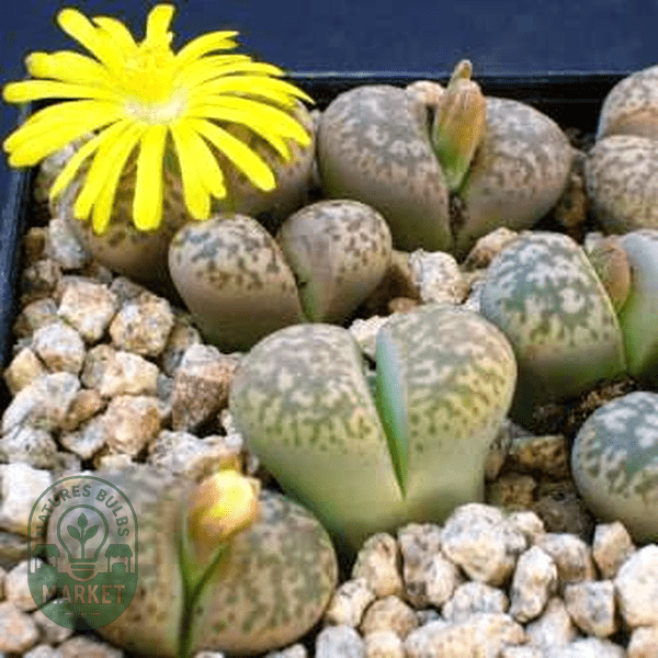 Lithops gesinae - Natures Bulb Market