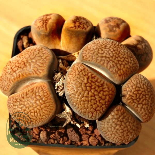 Lithops hookeri var marginata - Natures Bulb Market