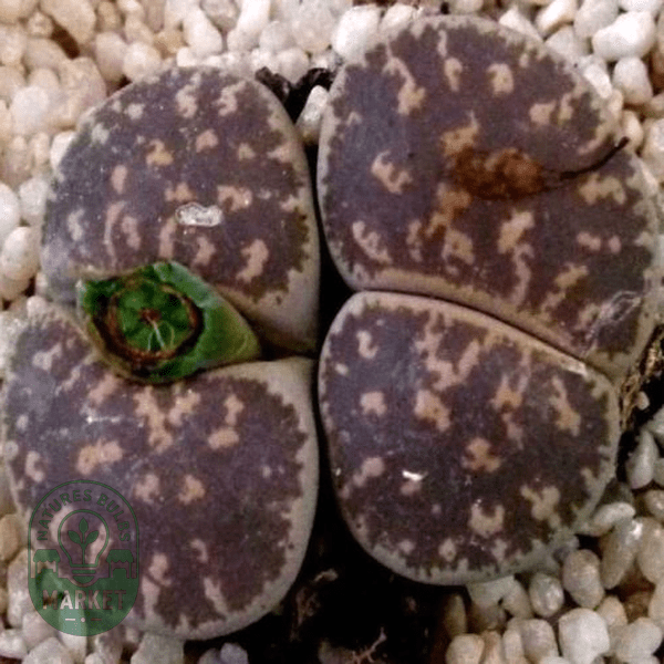 Lithops lesliei Pietersburg Form - Natures Bulb Market