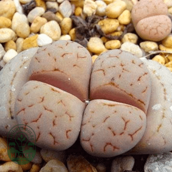 Lithops ruschiorum - Natures Bulb Market
