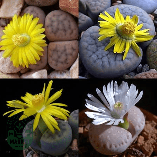 Lithops schwantesii Mixed Forms - Natures Bulb Market