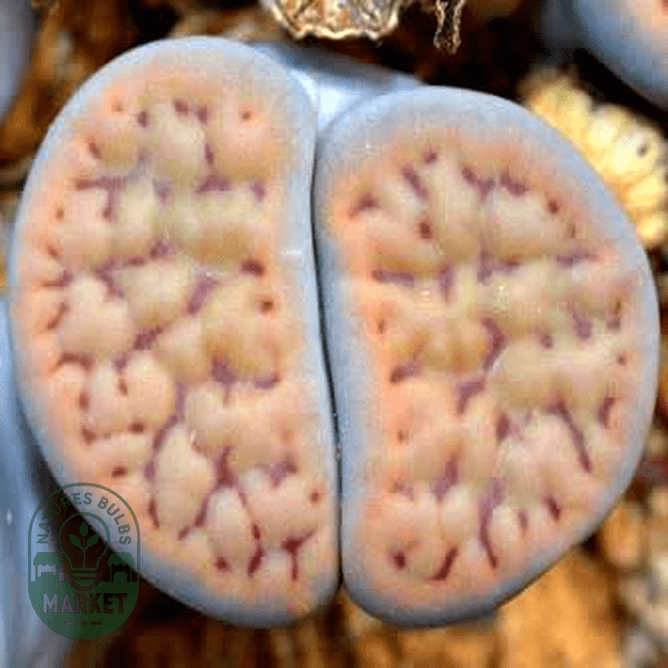 Lithops schwantesii ssp schwantesii - Natures Bulb Market